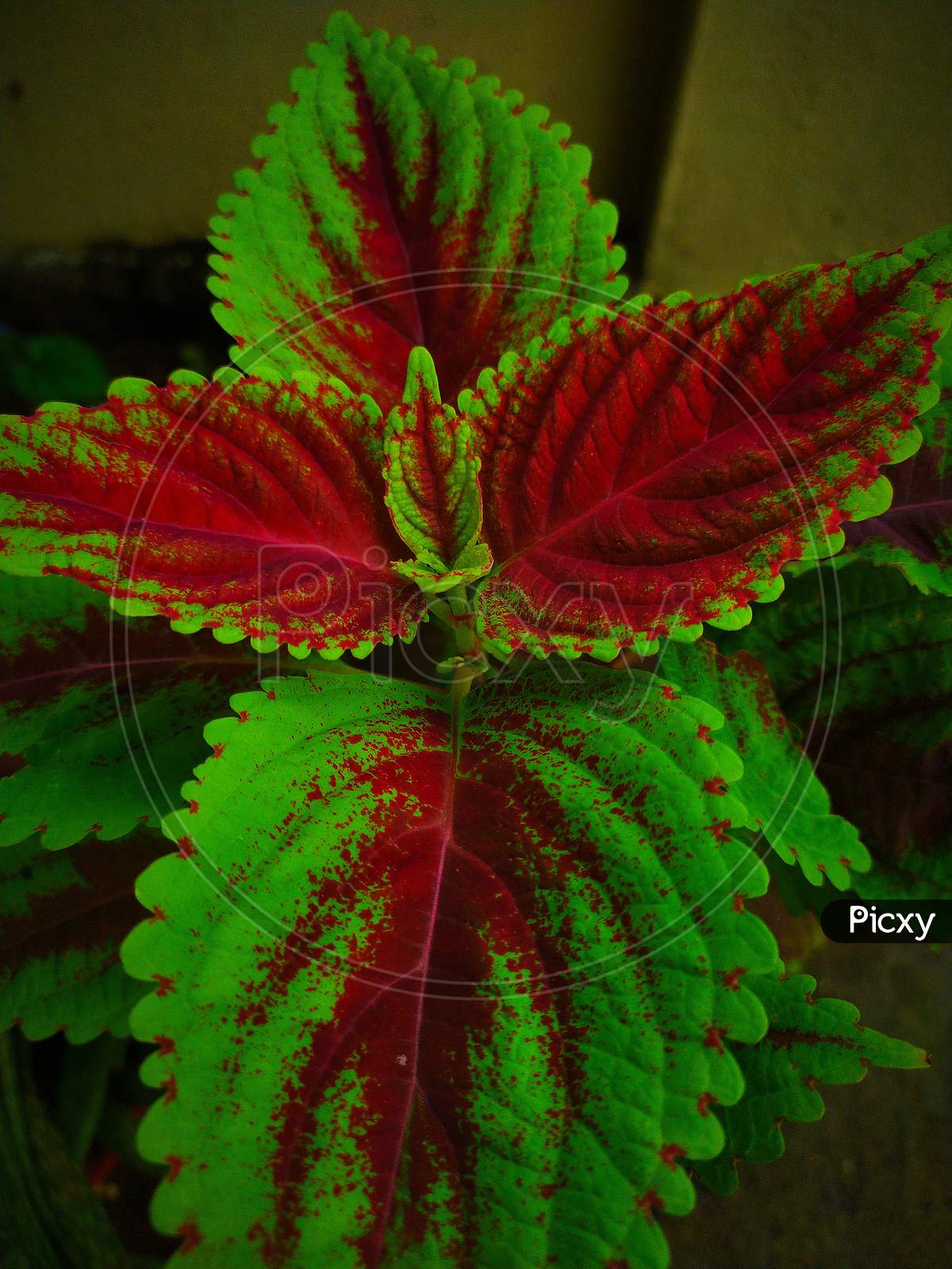 Red green shaded leaves