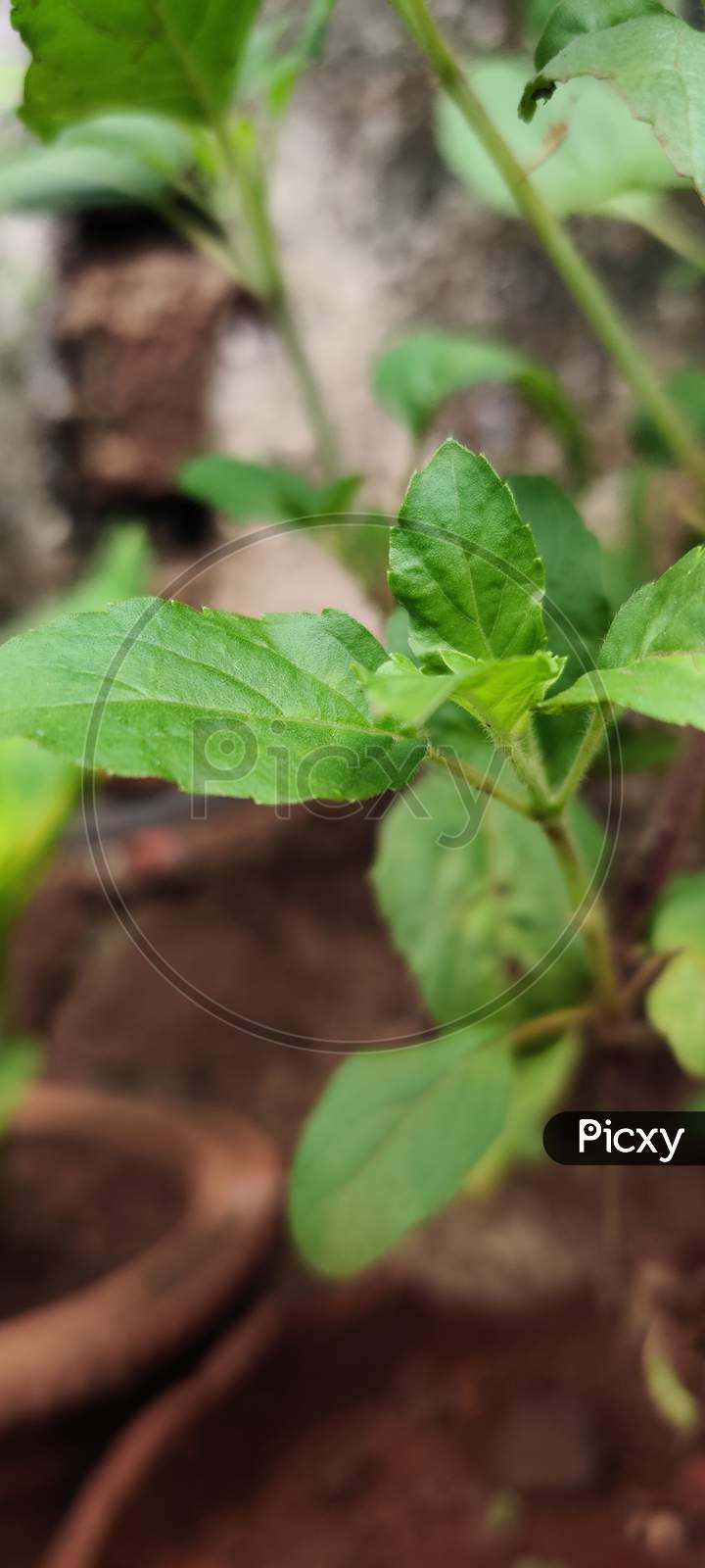 Tulsi green leaves