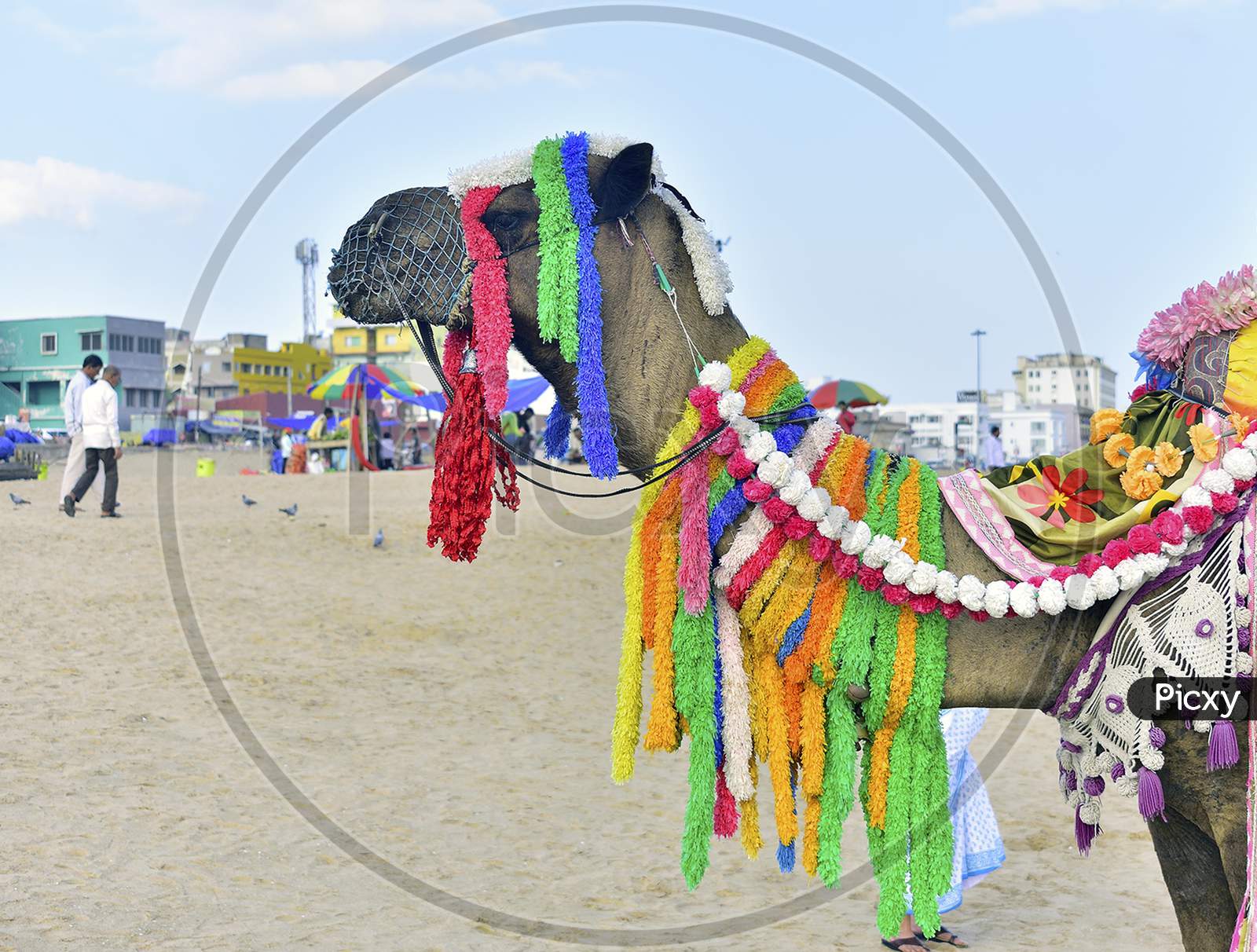 Decorated camel on Puri sea beach
