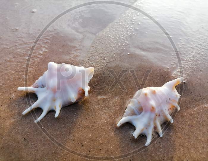 Close up view of two conchs in sand Beach