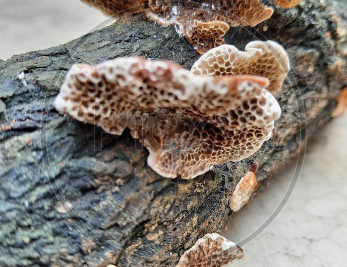 Trichaptum abietinum is a species of poroid fungus in the order Hymenochaetales. It is saprophytic, growing from dead conifer wood