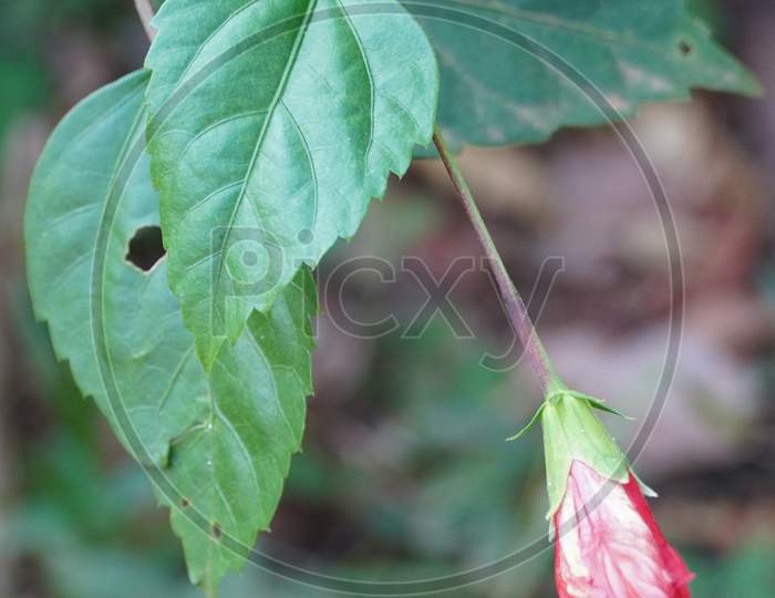 Chinese Hibiscus Flower Bud In Garden, Close Up Red Hibiscus Flowers Bud On Green Leaf Background - Latin Name - Hibiscus Rosa-Sinensis.