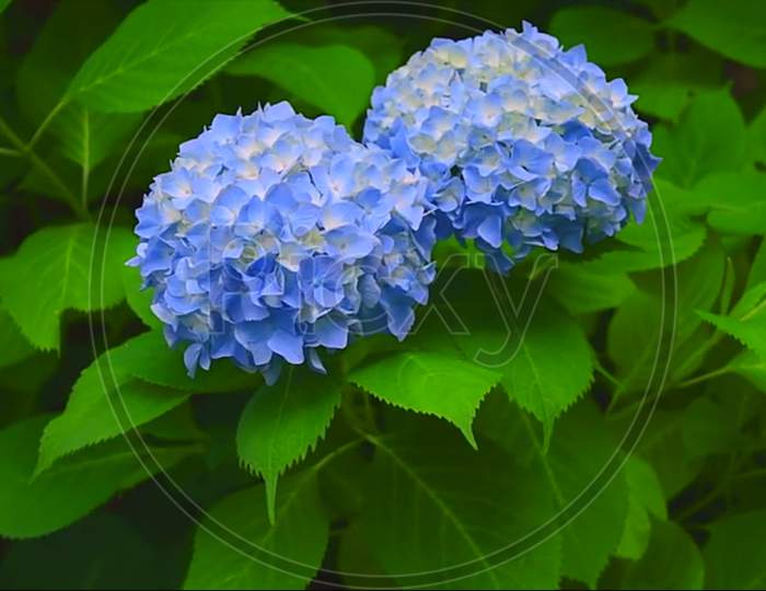 blue hydrangea flowers in garden