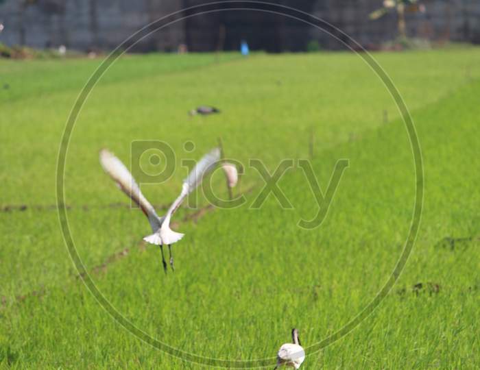 birds in green paddy fields