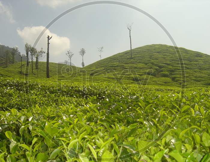 A lush green tea estate