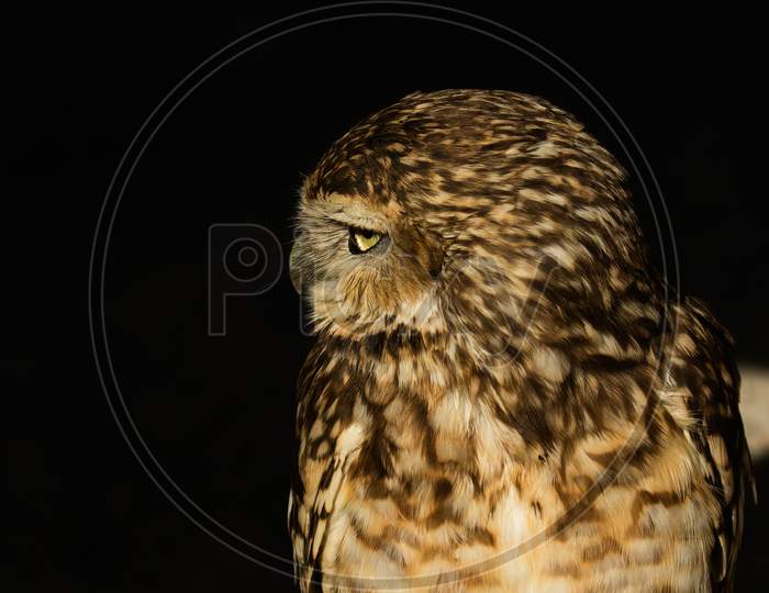 Inquisitive Burrowing Owl, Athene Cunicularia, Head Shot Looking To The Left Against Dark Background