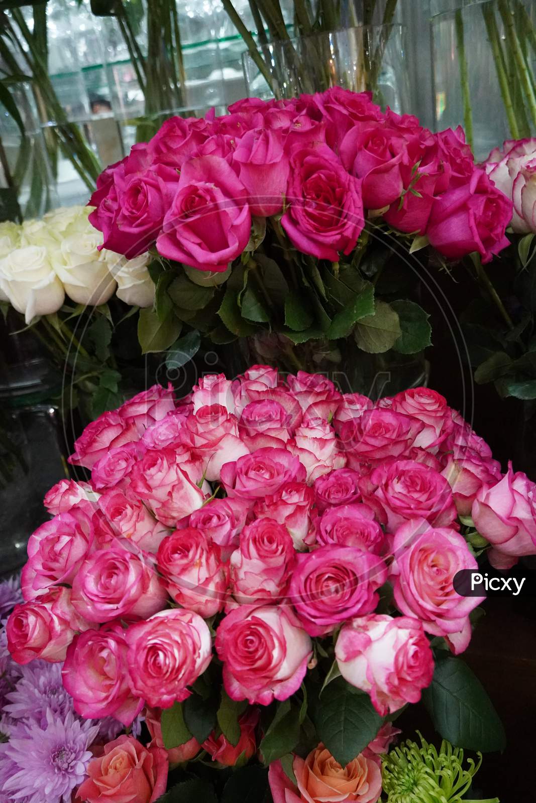 Bunch Of Pink Roses For Love Background. Soft Color Roses Bouquet.