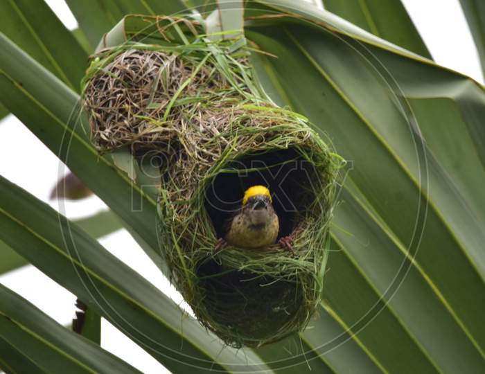 Nagaon :A Baya Weaver Bird Building Its Nest In Nagaon District Of Assam On June 27,2020.
