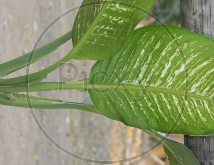 Alismatales Plant