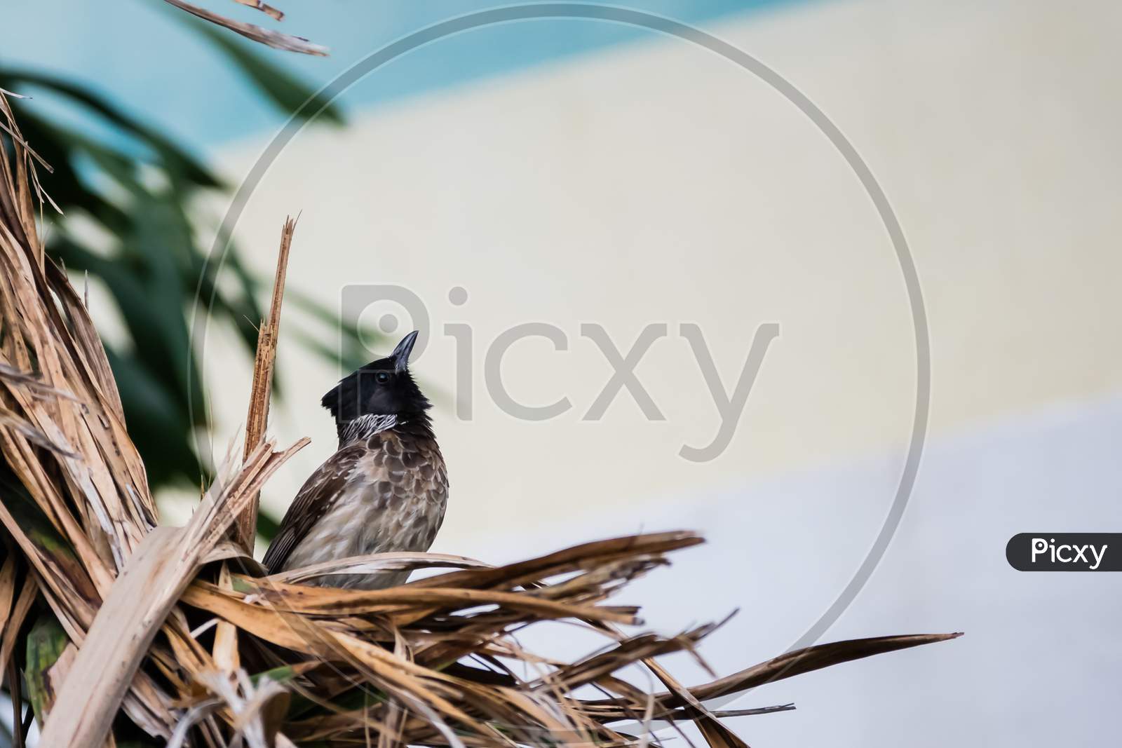 Red Vented Bulbul (Pycnonotus Cafer) Looking Up While Perching In A Nest