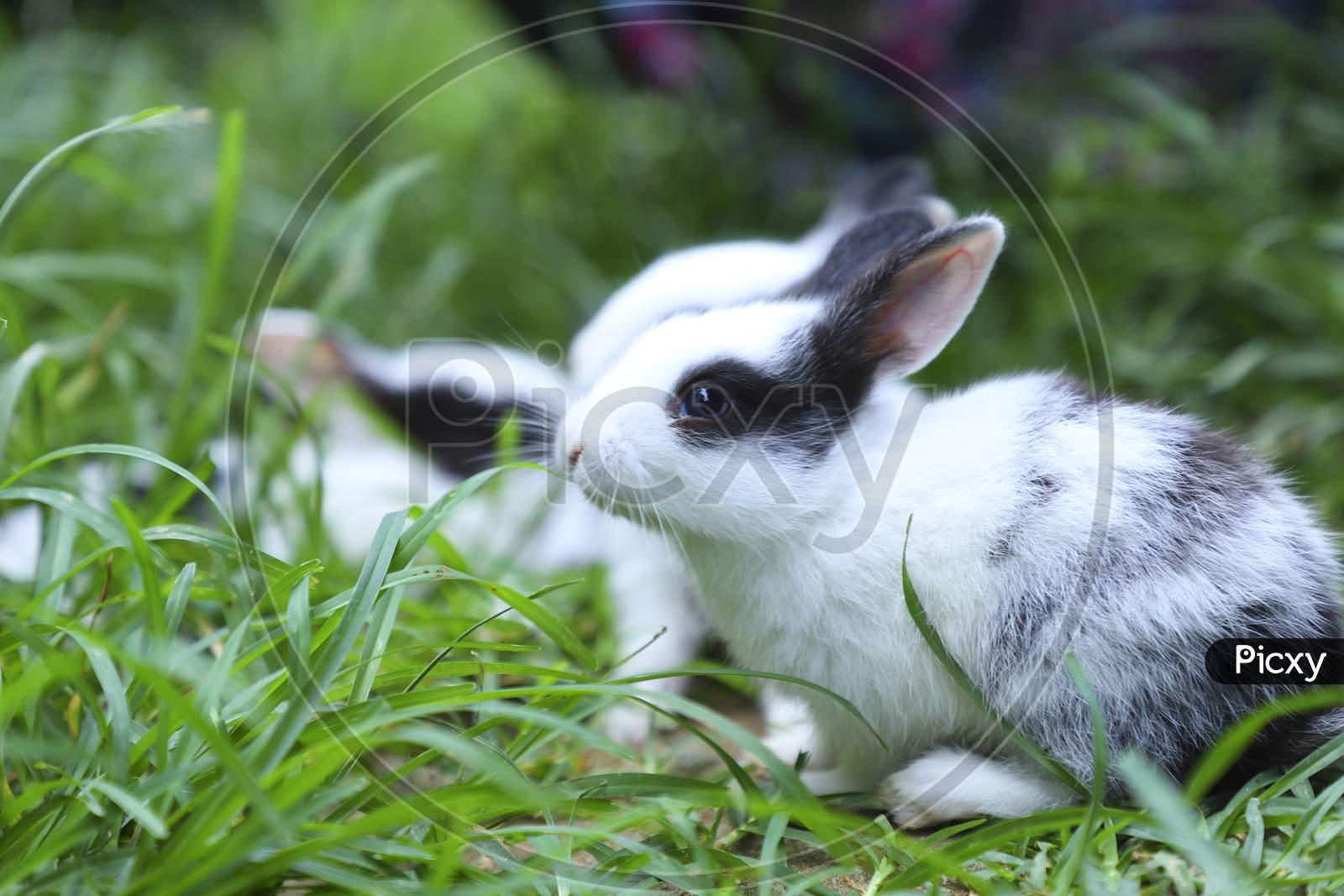 Rabbit in a Garden
