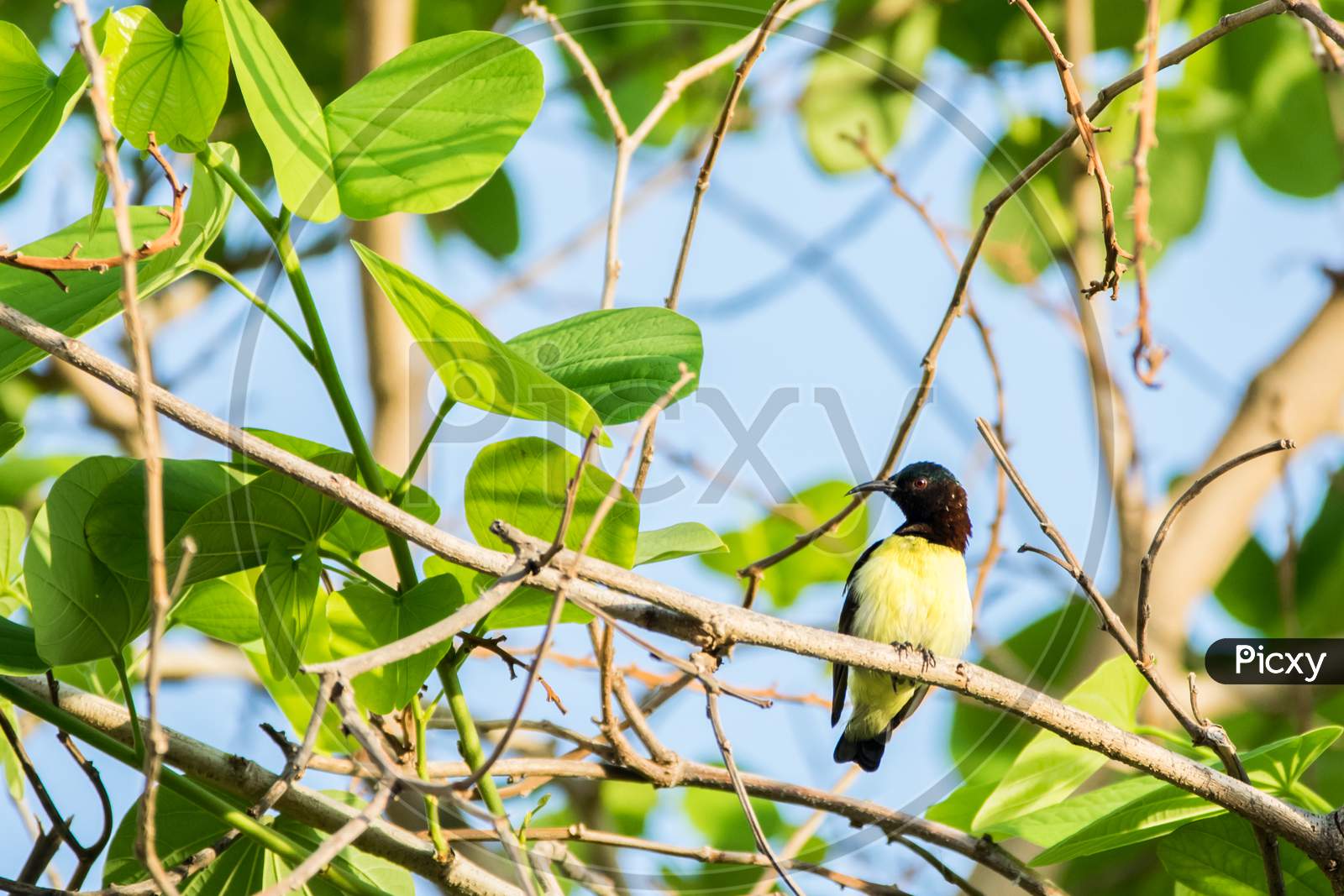 Purple Rumped Sunbird (Leptocoma Zeylonica) Perched On A Tree With Bright Green Leaves