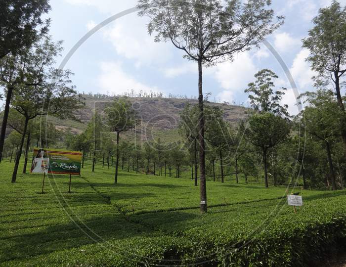 view of the tea gardens of Munnar