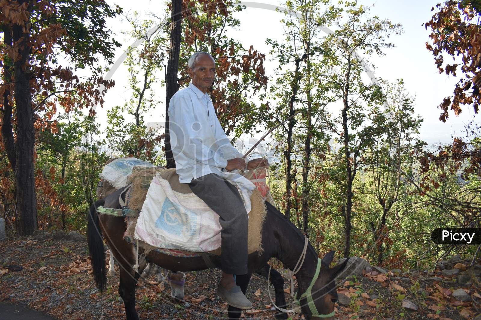 A Local Person On A Horse In The Month Of June 2019 At Dehradun, India.