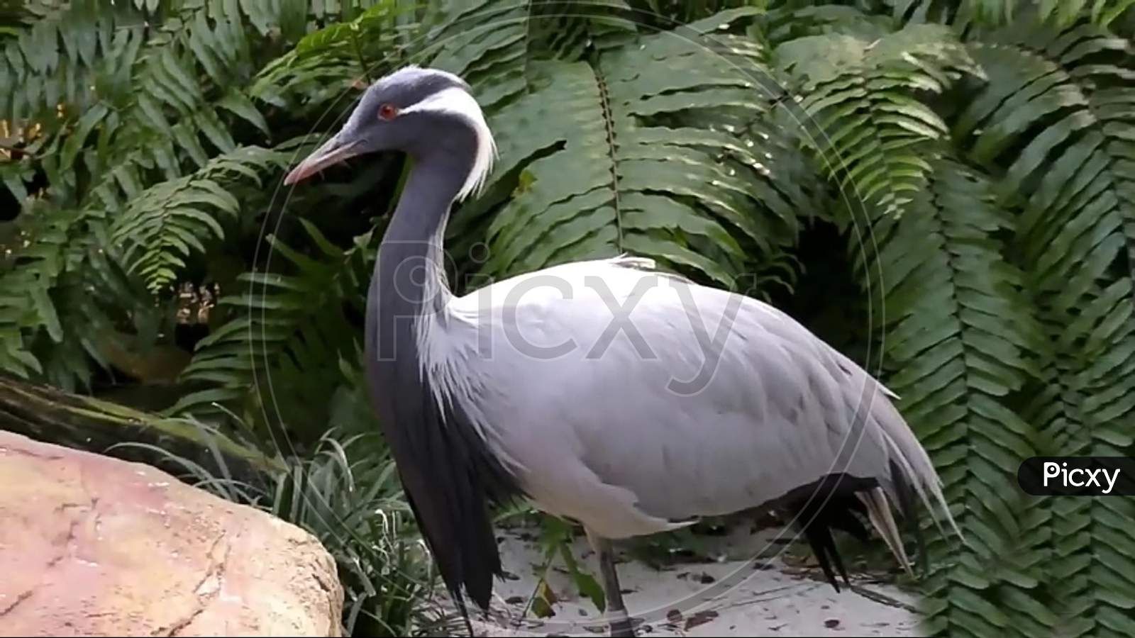 great white pelican Bird