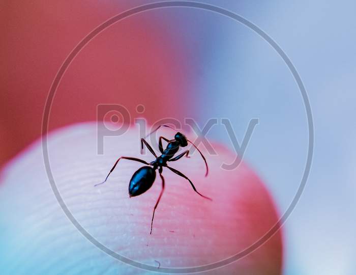 The macro shot of an ant.