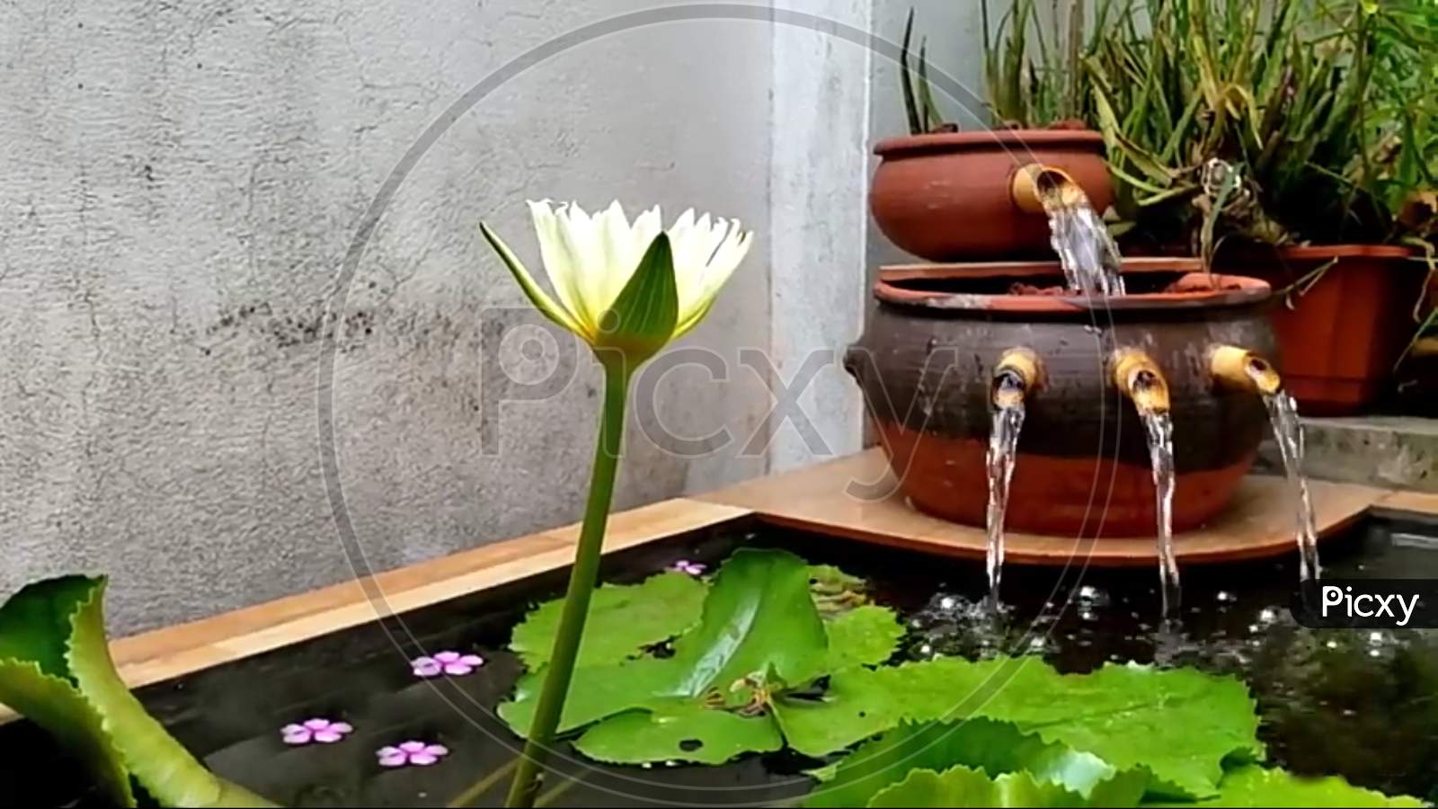 Beautiful Water tank with flowers And small plant
