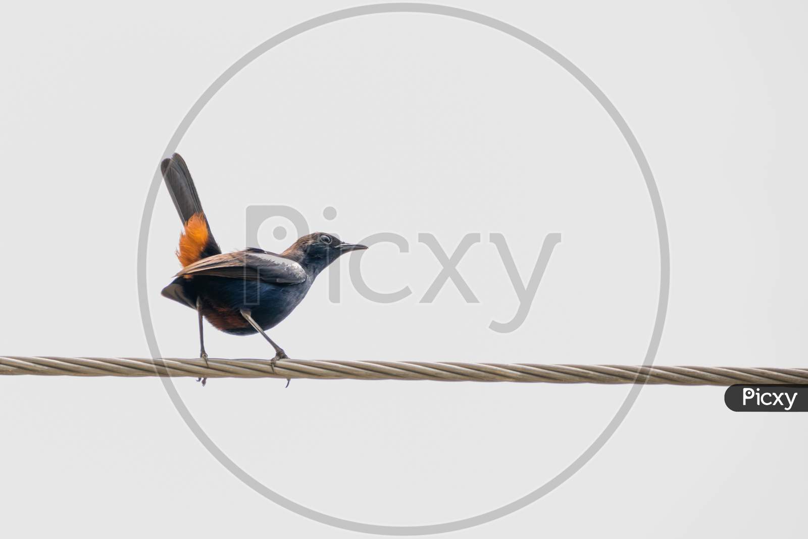 Indian Robin (Copsychus Fulicatus) Perching On A Power Line With Its Orange Tail Feathers