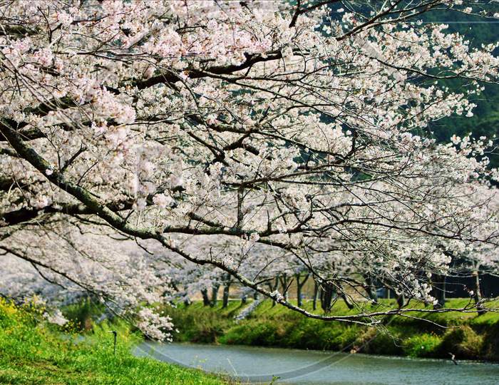 BEAUTIFUL VIEW OF JAPANESE TREE