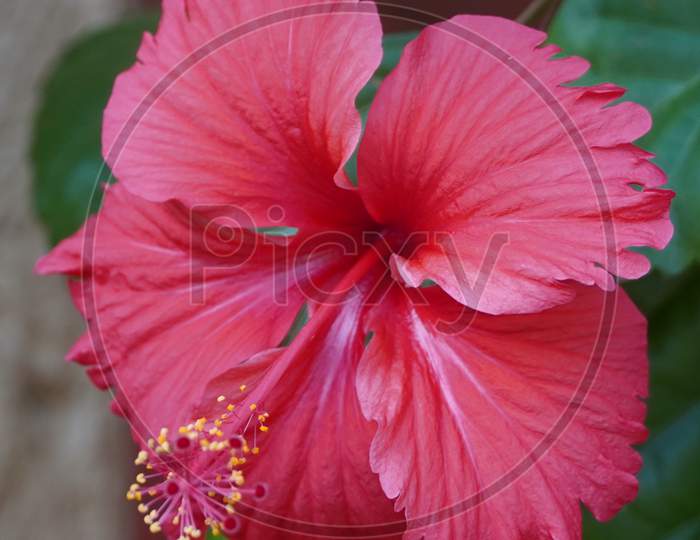 Close Up Of Bright Pink Large Flower Of Purple Hibiscus (Hibiscus Rose Tiny Bud ) On Green Leaves Natural Background. Red Hibiscus Hawaiian Plant In Tropical Garden.