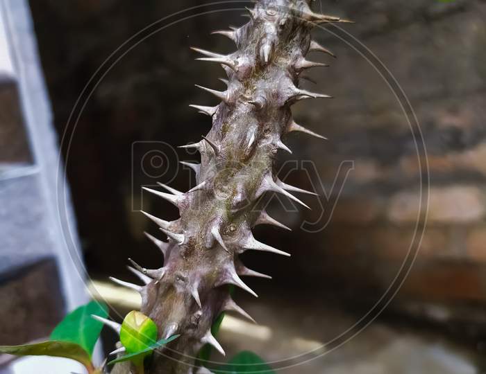 selective focus on Euphorbia milii branch in a blurred background. crown of thorns, Christ plant, or Christ thorn.
