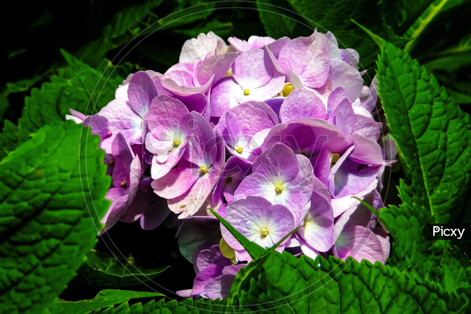 The beautiful Purple Hydrangea flower.
