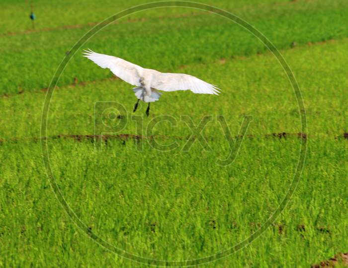 birds in green paddy fields