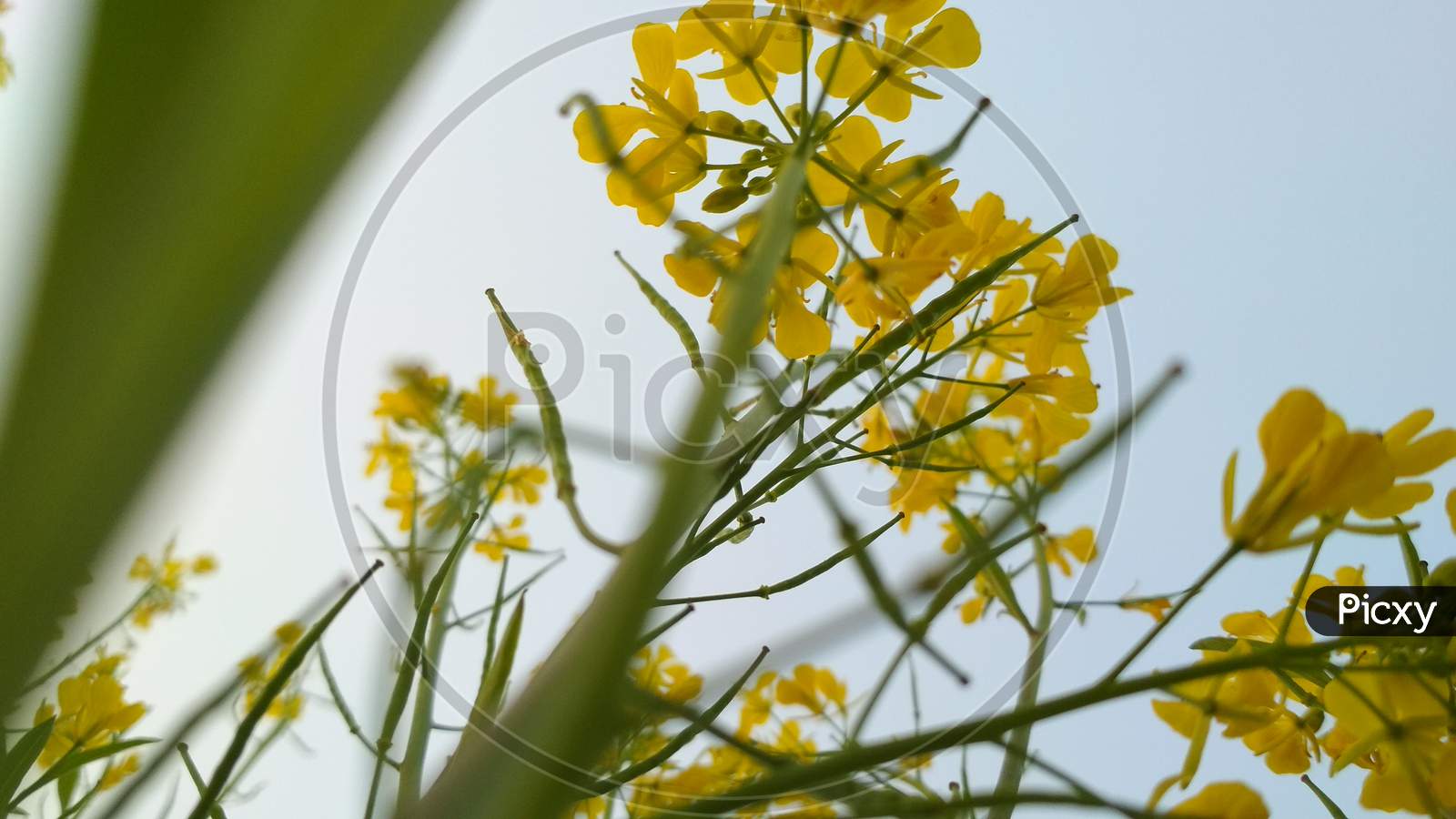 Cultivation Mustard plants and branches and flowers with sunlight effect,colour of yellow, and green Grass, 26/01/2020, West Bengal, India