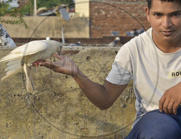 Beautiful Photograph Of Indian Pigeon Holding A Person In June 2019 At Dehradun.