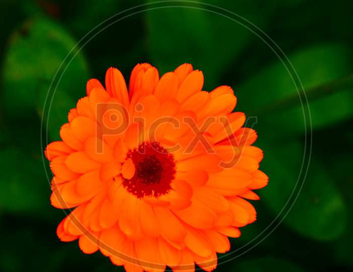 Pot Marigold Flower Resting On A Bed Of Lush Green Leaves.