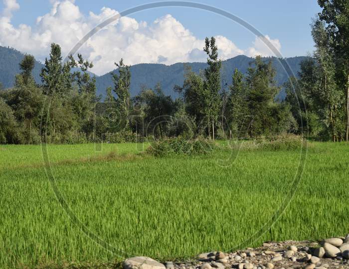 Beautiful View Of Paddy Fields At Kashmir.