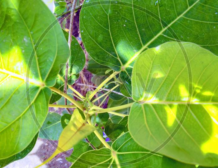 Sacred fig plant