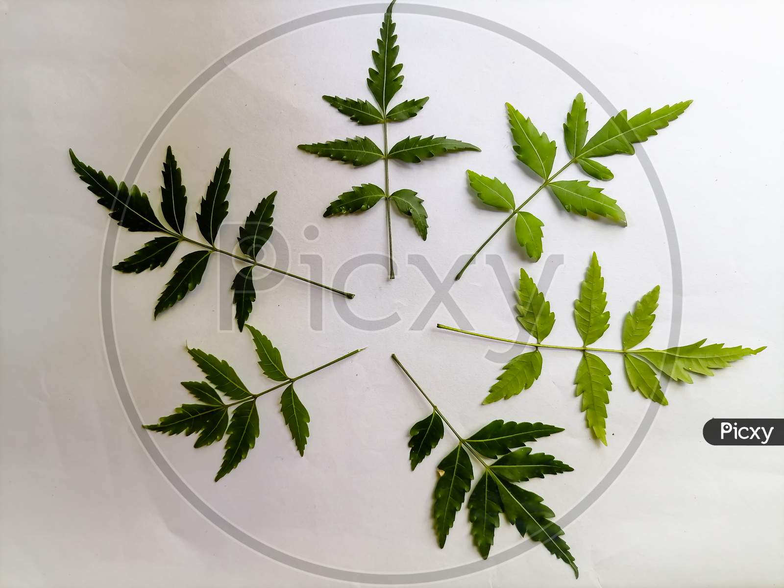 Top View Of neem Leaves with Space For Text In The White Background
