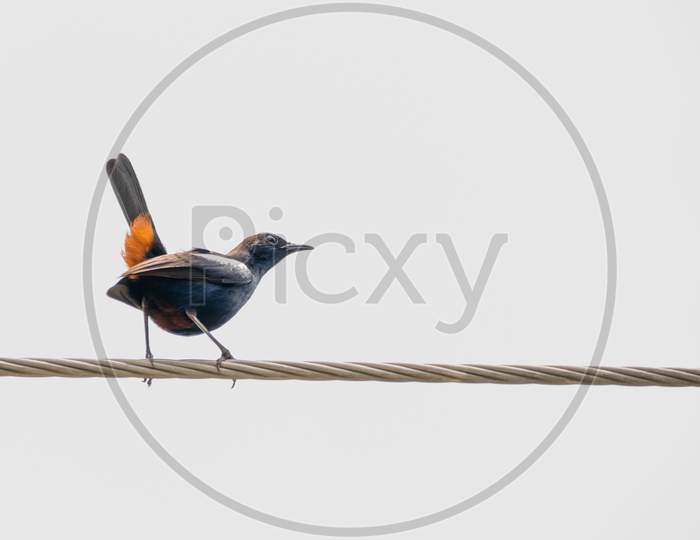 Indian Robin (Copsychus Fulicatus) Perching On A Power Line With Its Orange Tail Feathers