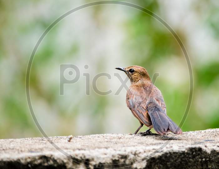Brown Rock Chat (Oenanthe Fusca) Perching On A Wall