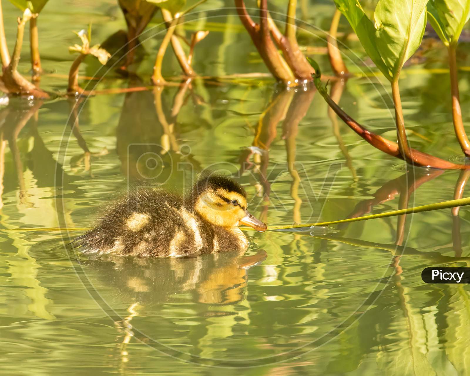 Duckling swimming on Green Water, Mallard duck, Anas platyrhynchos