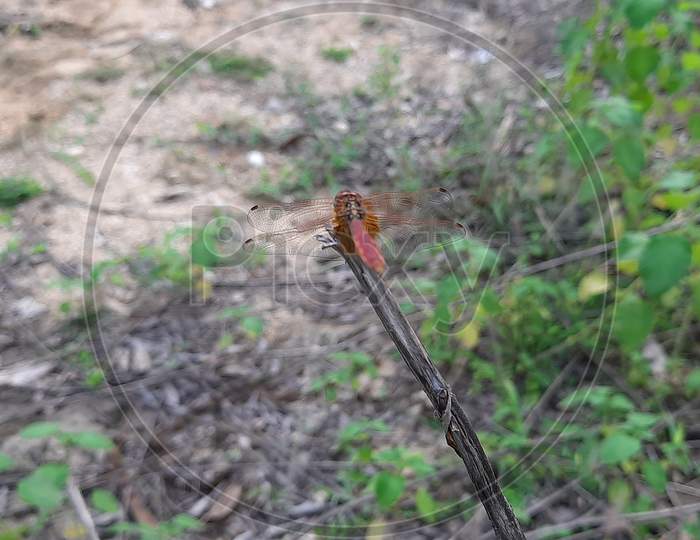 Dragonfly is an insect belonging to the order odonata