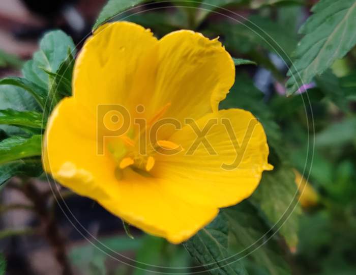 Yellow Indian flower blown in monsoon morning