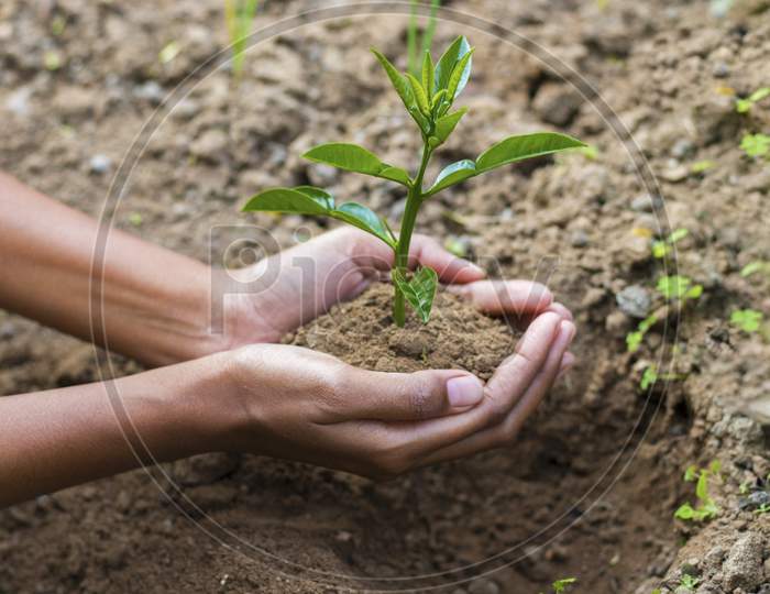 A woman putting Plant on the soil