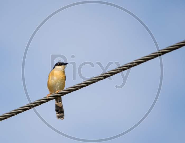 Portrait Of Ashy Prinia (Prinia Socialis) Captured While Sitting On A Powerline With Blue And Clear Sky In The Background