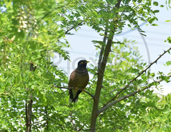 A small bird sitting on a tree, Srinagar, Jammu & Kashmir, India on April 2020