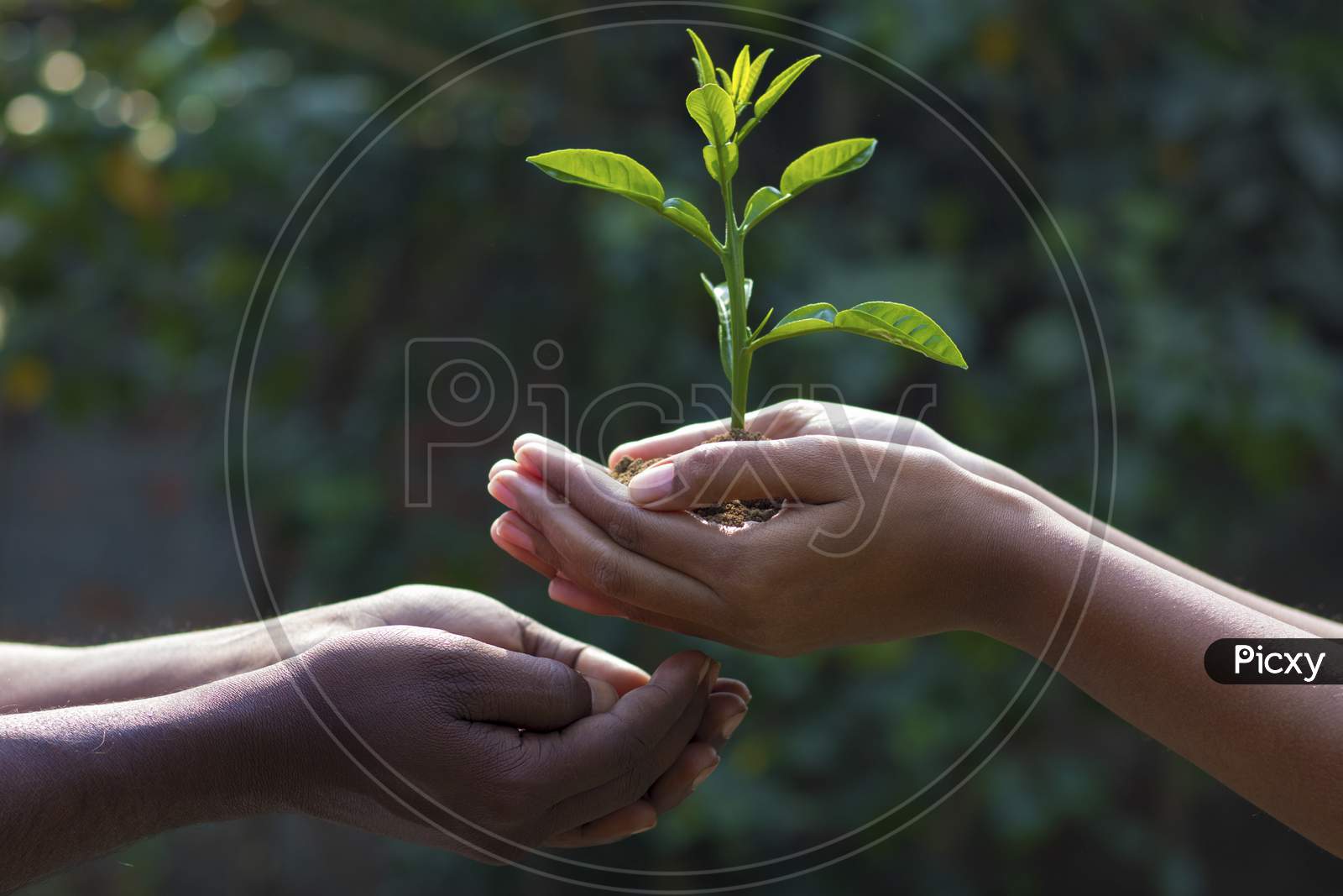 a lady is giving plant towards a man to promote plantation