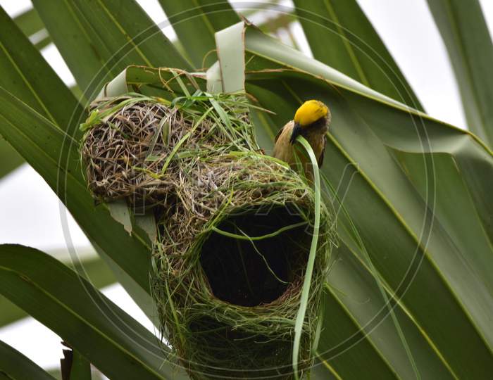 A Baya Weaver Bird Building Its Nest In Nagaon District Of Assam On June 27,2020.