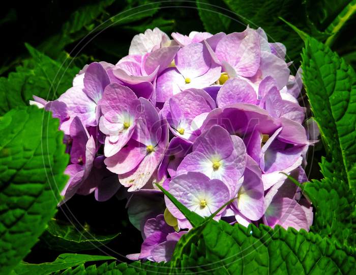 The beautiful Purple Hydrangea flower.