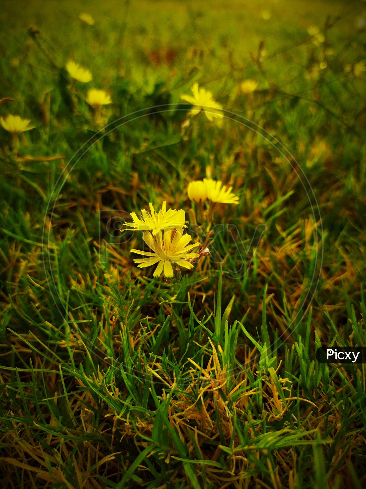 Yellow flowers in greenary