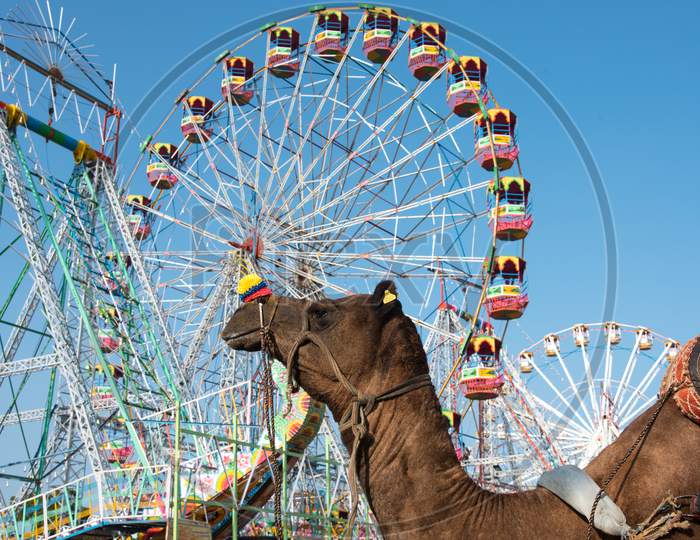Typical scene of Pushkar fair with the camel and the giant wheel