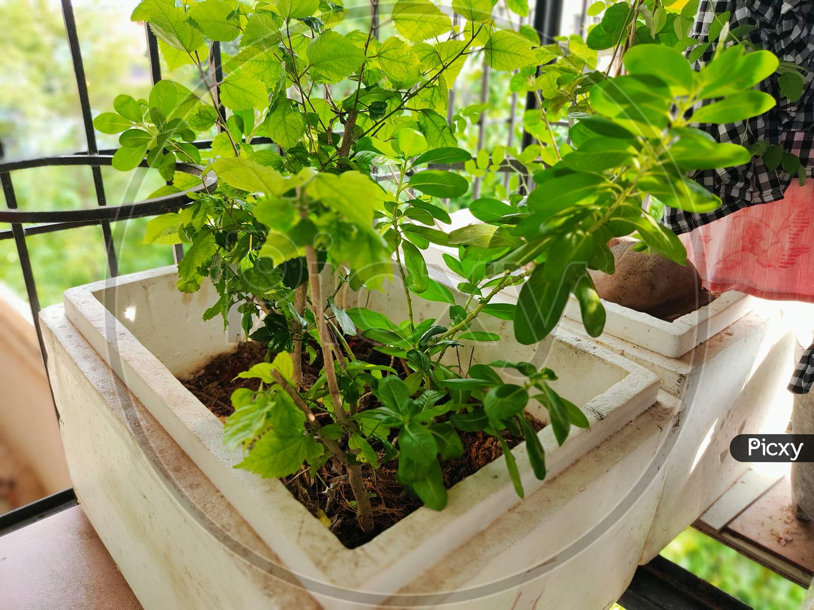 plant grown in balcony in thermocol casing
