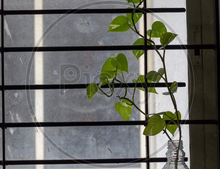 Money Plant on the window