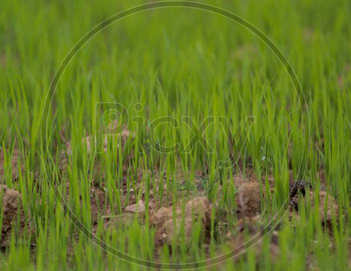 Rice Plant Growing From Seedbed
