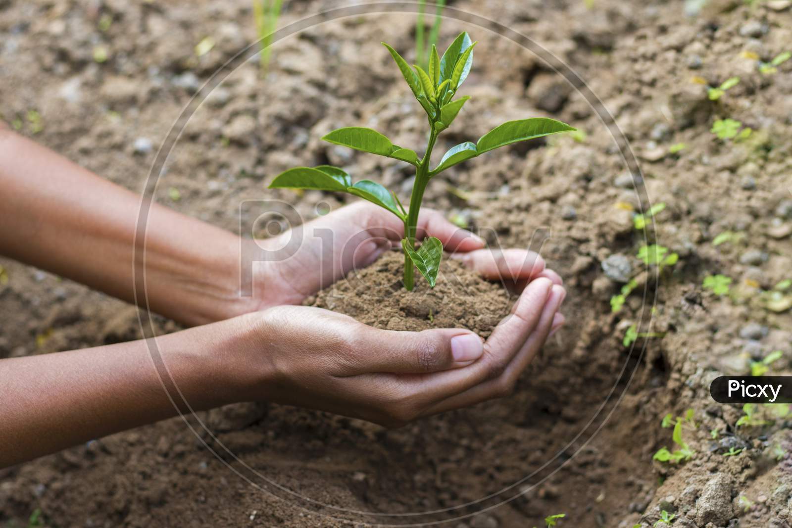 A woman putting Plant on the soil